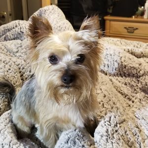 Meet your Posher, Dina